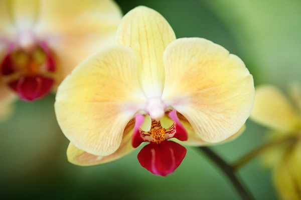 chụp ưu tiên khẩu độ