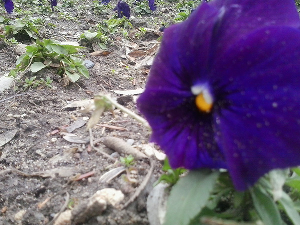 Galaxy Young Duos 2013