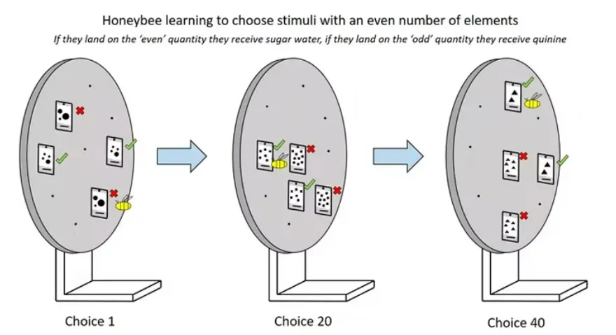 Ong mật có thể học được sự khác biệt giữa số lẻ và số chẵn
