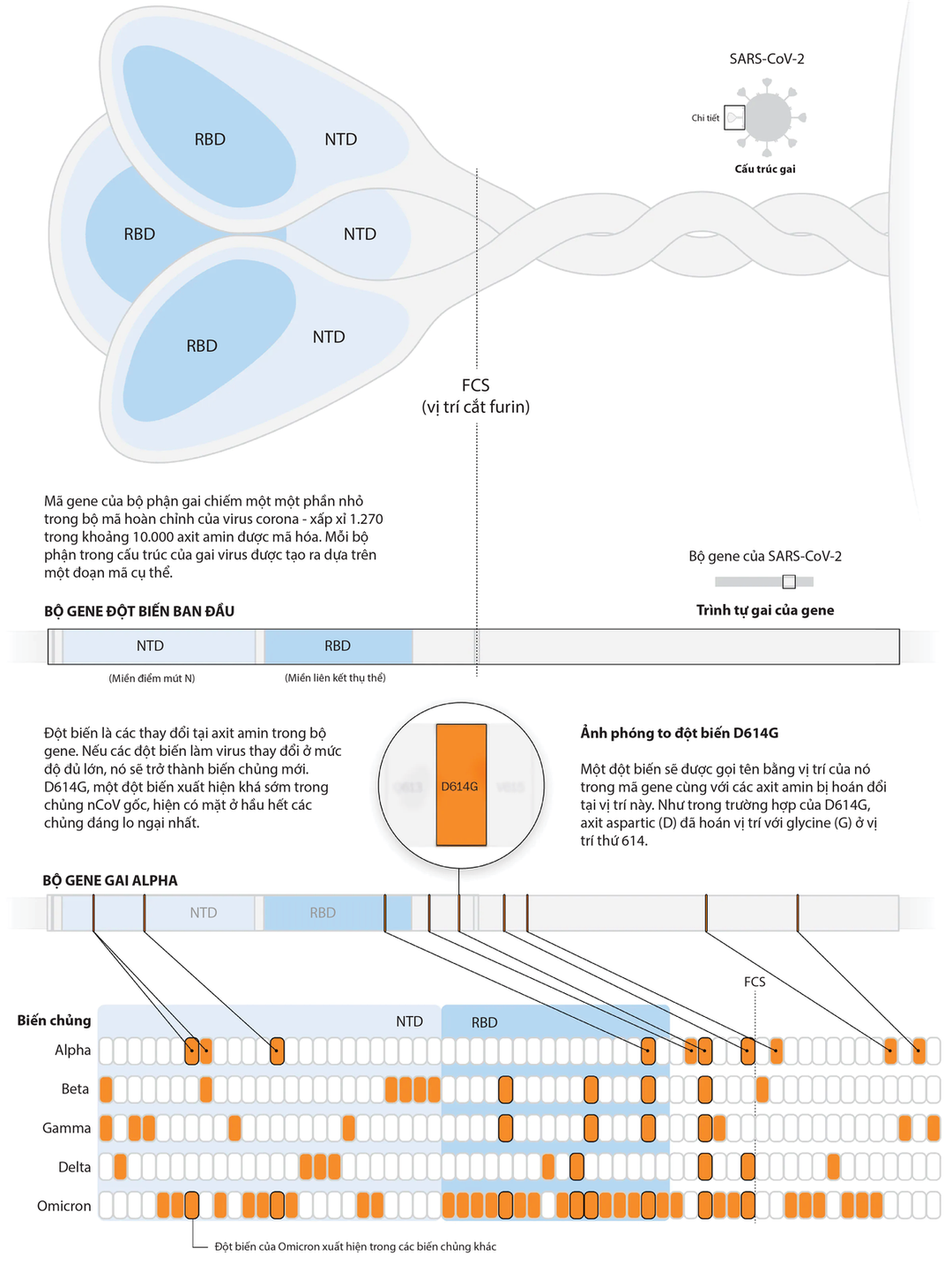 Giải mã đột biến của Omicron