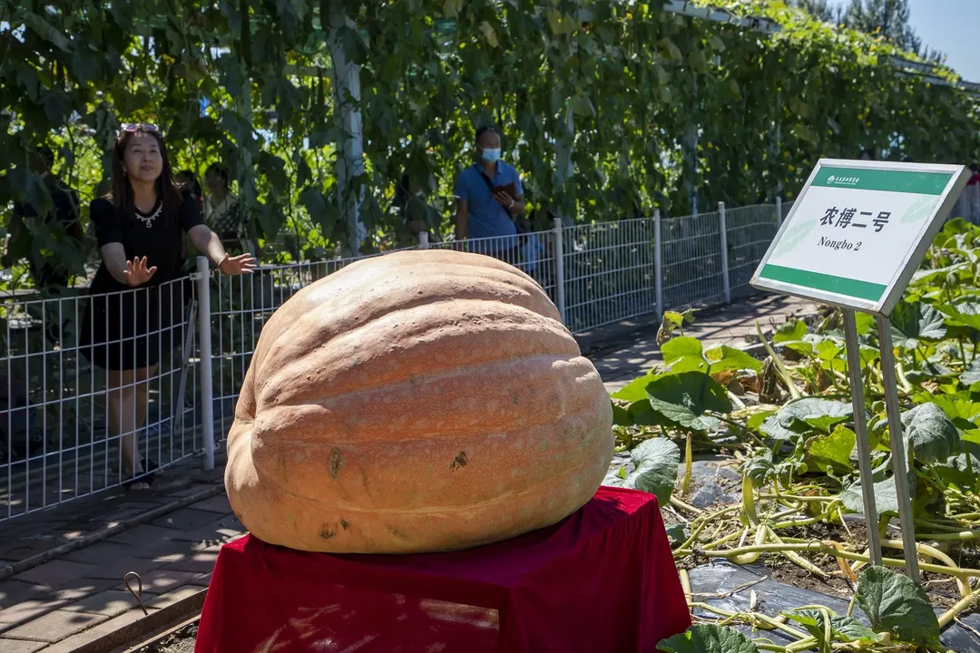 Quả bí ngô nặng 500kg, ăn bao nhiêu năm mới hết?