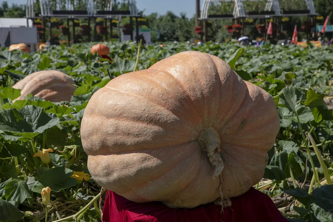 Quả bí ngô nặng 500kg, ăn bao nhiêu năm mới hết?