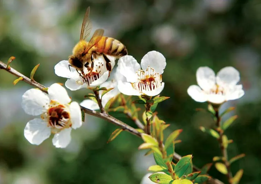 Mật ong Manuka có gì đặc biệt mà giá đắt vậy? Tại sao lại coi nó là thần dược?