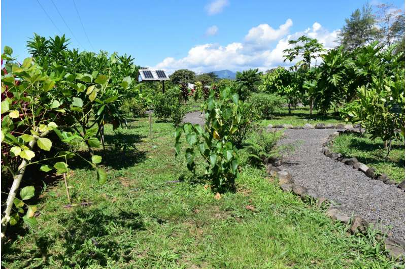 Phát hiện 'cây sau sân nhà' ở Samoa có thể giúp trị ung thư, Covid-19