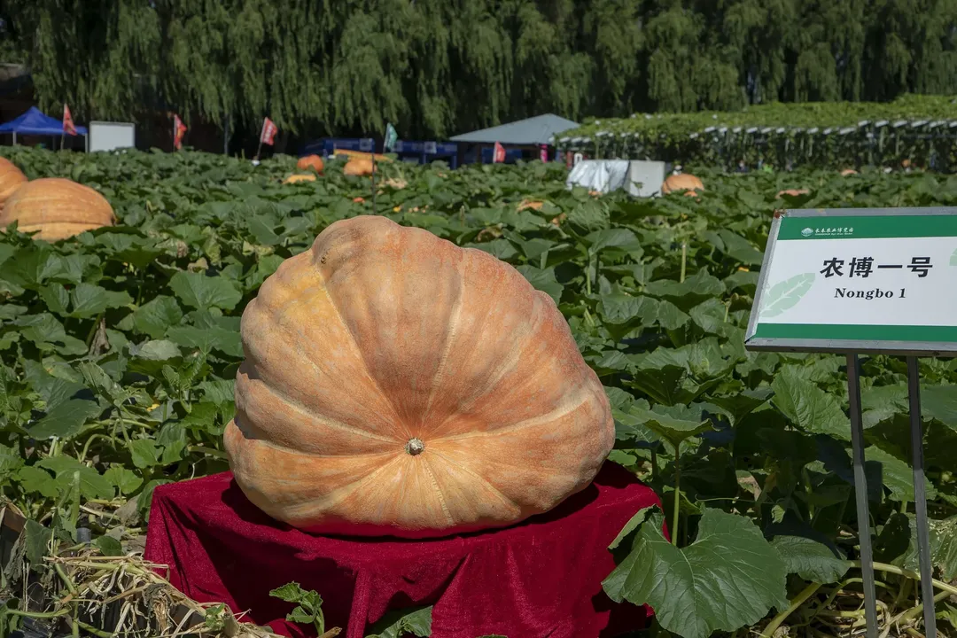 Quả bí ngô nặng 500kg, ăn bao nhiêu năm mới hết?