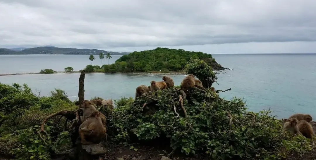 Hoa Quả Sơn ngoài đời thực: Đảo Khỉ ở Puerto Rico này là thiên đường của hơn 1.500 con khỉ