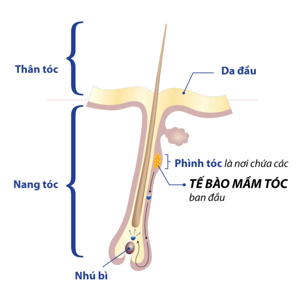 Vì sao Covid-19 làm rụng tóc?