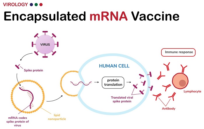 Điều gì thực sự xảy ra khi sau khi tiêm vaccine COVID-19  vào cơ thể?