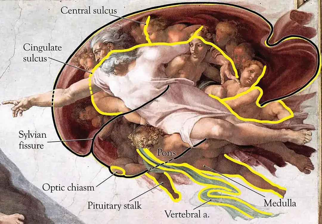 Ý nghĩa khoa học đằng sau tuyệt tác này của danh họa Michelangelo