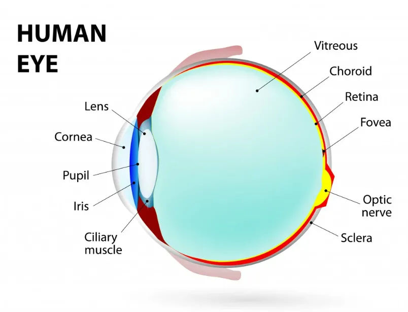 Đôi mắt loài cá có gì đặc biệt để chúng nhìn rõ dưới nước?