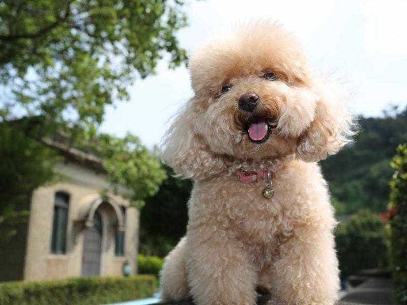 Poodle là giống chó gì? Nguồn gốc chó Poodle