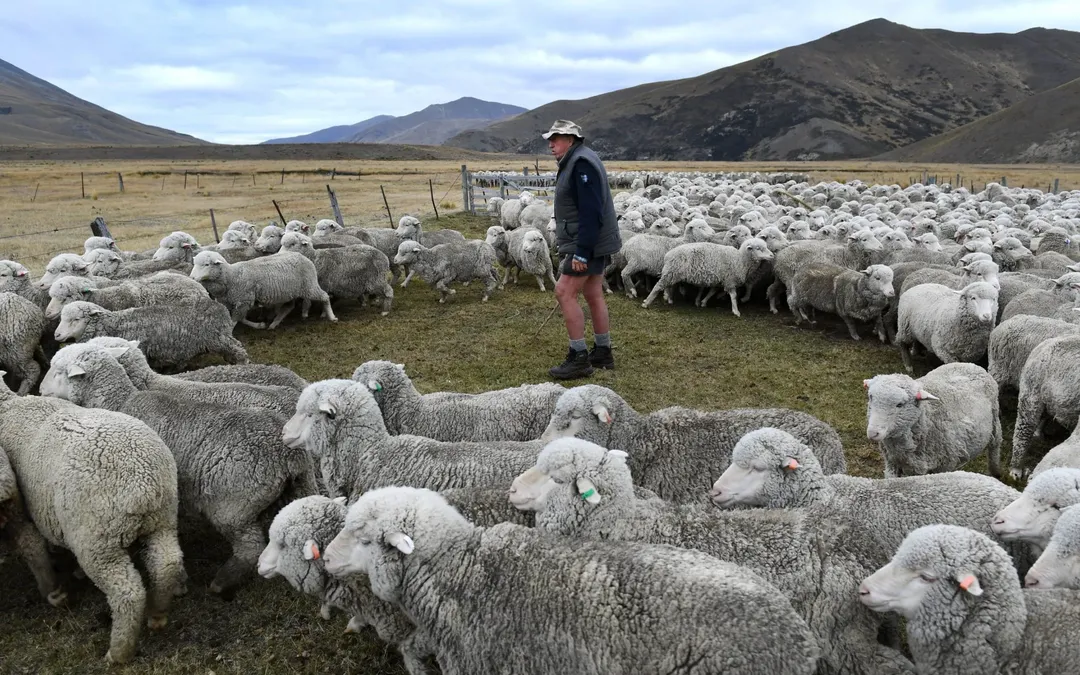 Cuộc sống khó khăn: bò và cừu ở New Zealand sắp bị đánh thuế vì “xì hơi”