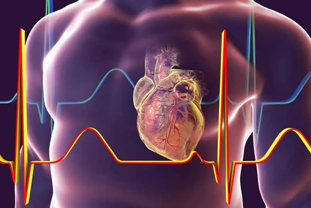 Đột phá y học: chế tạo thành công tâm thất 3D người ở dạng thu nhỏ