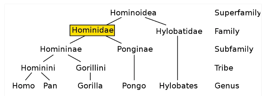 Tại sao người nói được mà vượn thì không?