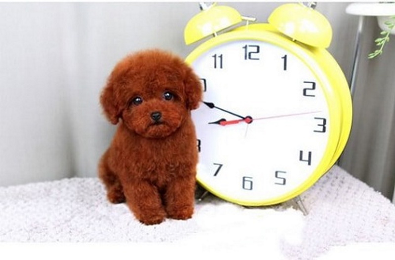 Tất tần tật về Tiny Poodle, dòng chó cảnh siêu đáng yêu