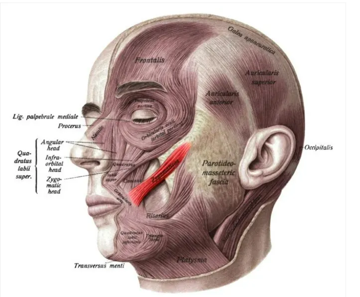 Má lúm đồng tiền là một khiếm khuyết cơ thể do di truyền