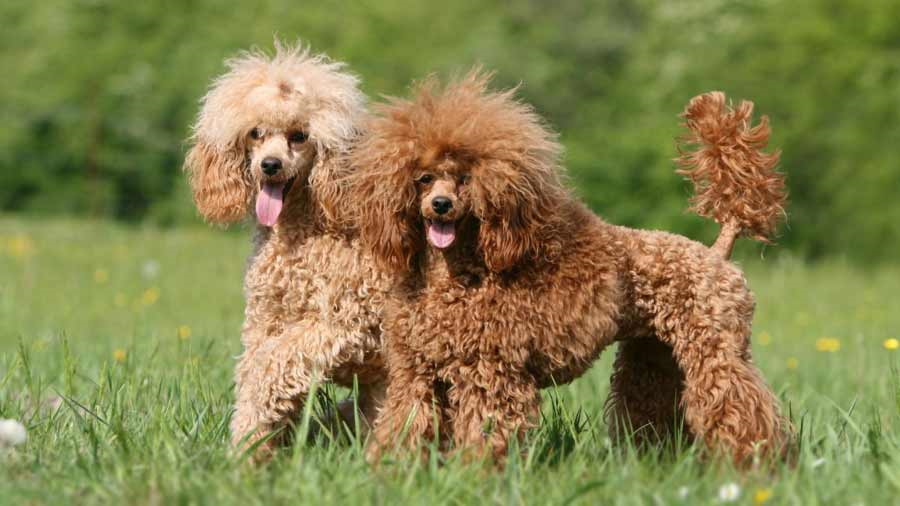 Poodle là giống chó gì? Nguồn gốc chó Poodle