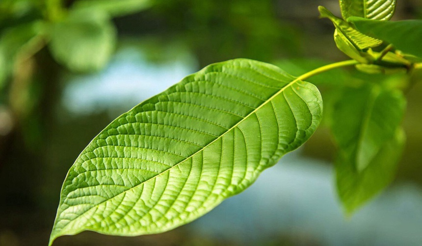 Tại sao 'heroin mới' kratom gây quan ngại?