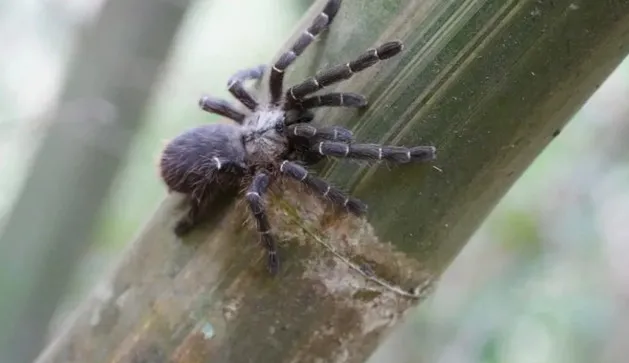 Phát hiện loài nhện Tarantula mới sống trong thân tre