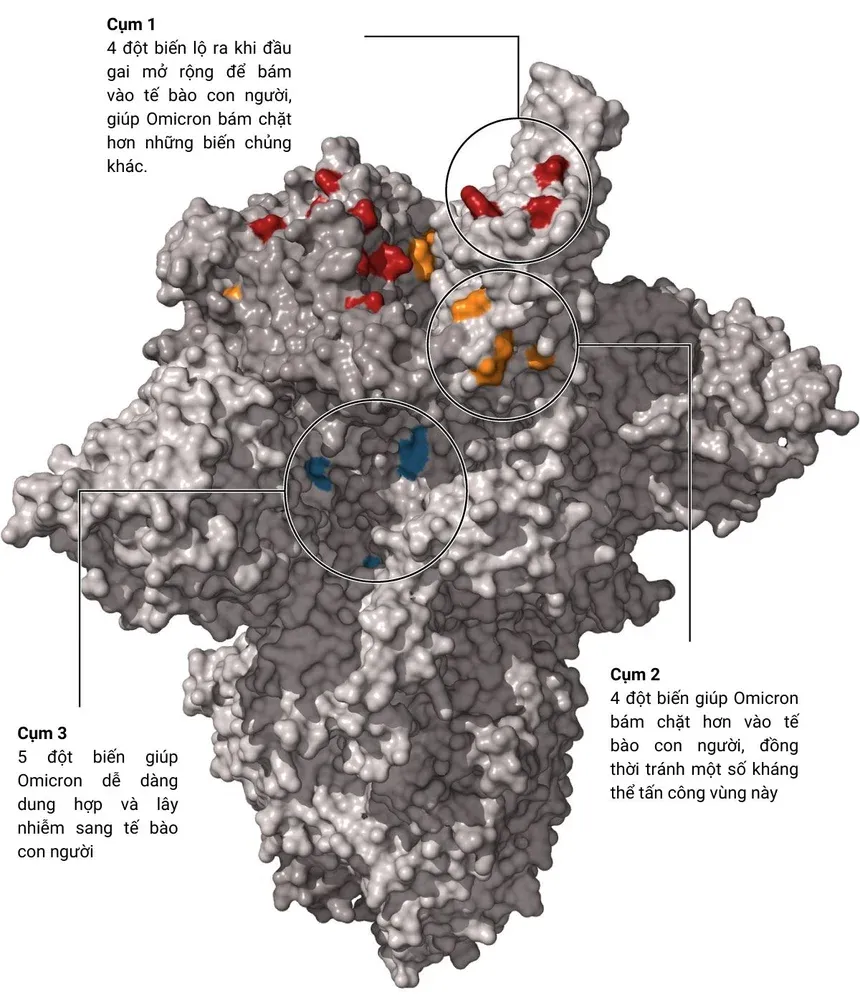 Bí ẩn trong đột biến của biến chủng Omicron