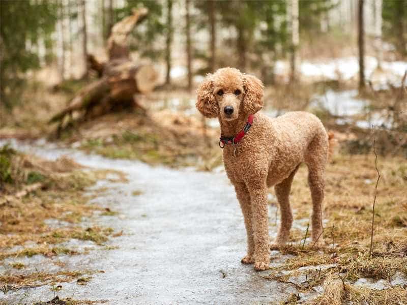 Tại sao chó Poodle bị hôi? Làm sao khi Poodle hôi?