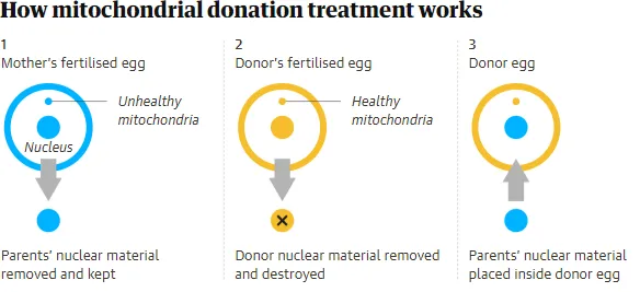 Em bé 3 cha mẹ đầu tiên ở Anh chào đời: DNA của 3 người có thể ngăn di truyền bệnh ti thể