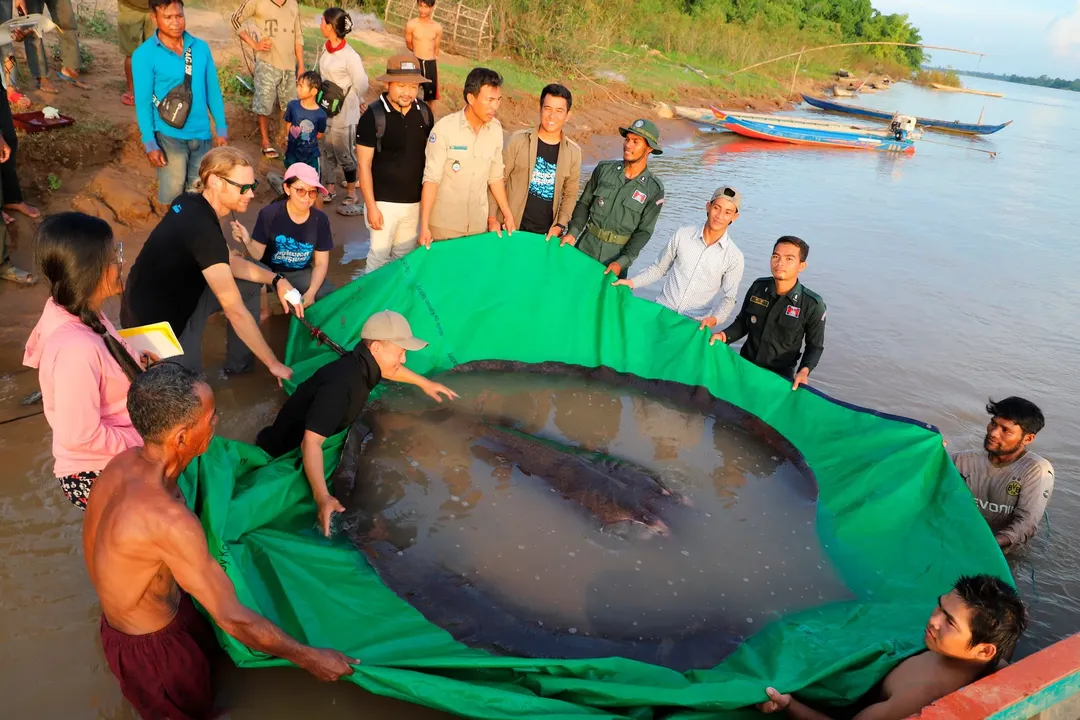 Campuchia thả "cụ bà" cá đuối 300kg trở lại sông Mê Công