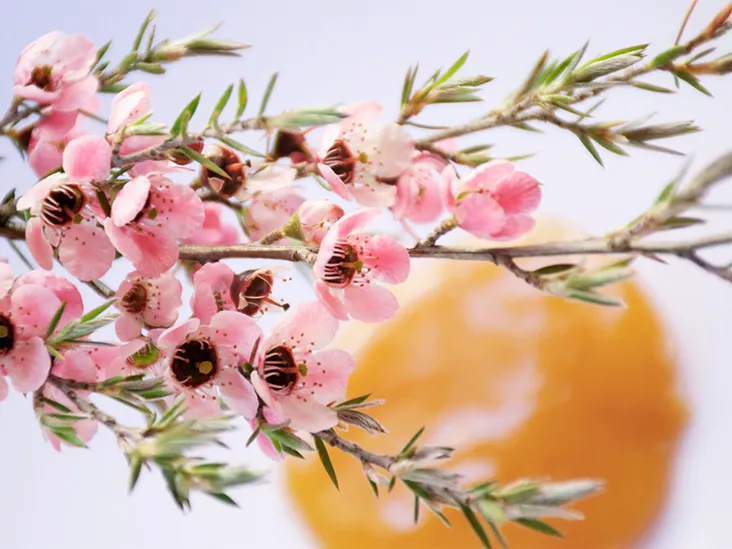 Mật ong Manuka có gì đặc biệt mà giá đắt vậy? Tại sao lại coi nó là thần dược?