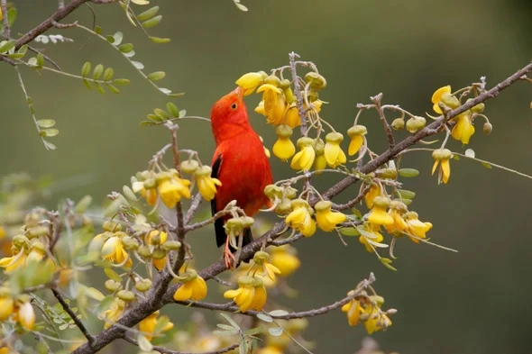 Biểu tượng của Hawaii có nguy cơ bị xóa sổ, nước Mỹ cuống cuồng huy động lực lượng giải cứu gồm hàng triệu con muỗi