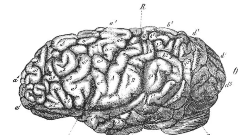 Einstein đã nói 2 từ trước khi chết, nhưng y tá không hiểu, và não của ông bị cắt thành 240 mảnh sau khi chết. Hai từ đó là gì?