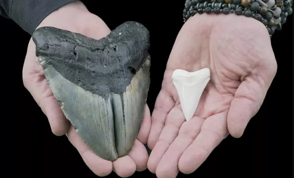 Siêu cá mập Megalodon có thể diệt gọn 1 con cá voi sát thủ dài 8 mét chỉ bằng vài cú đớp