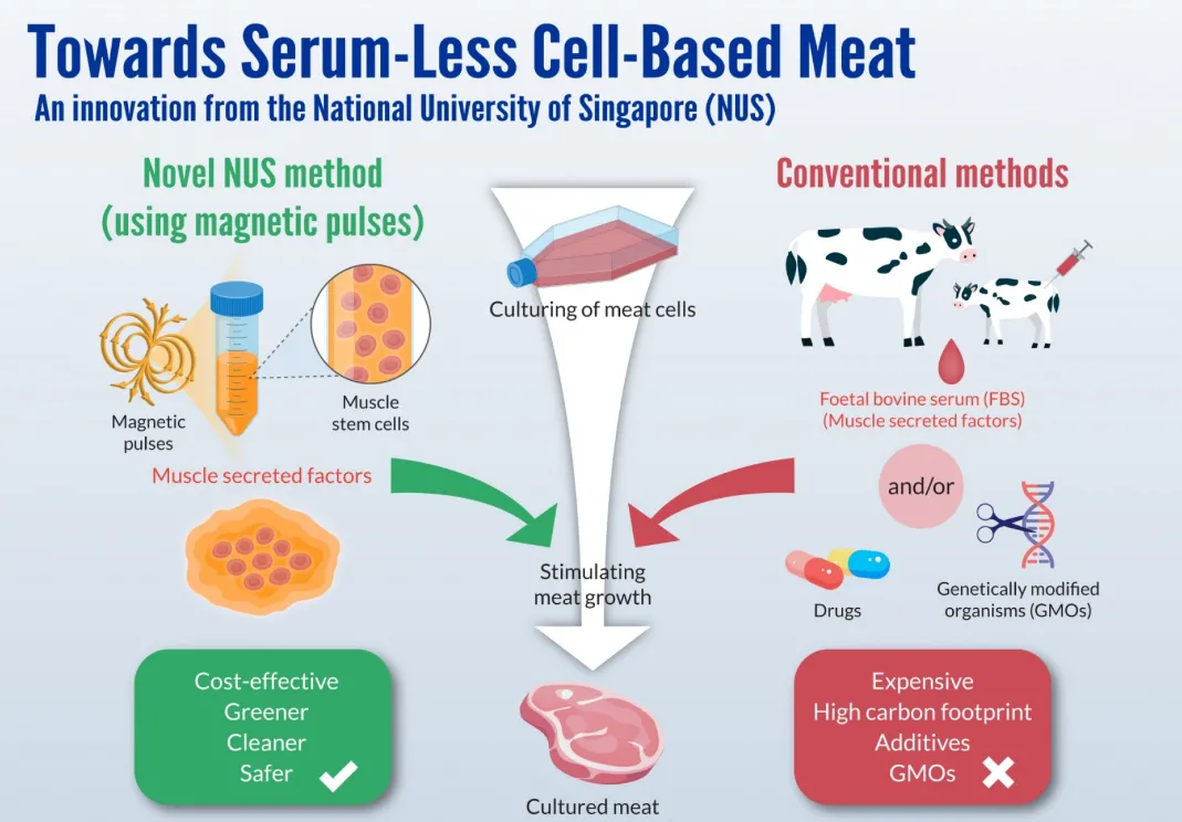 Bất ngờ chưa: Phương pháp nuôi cấy thịt tổng hợp bằng từ trường của nam châm