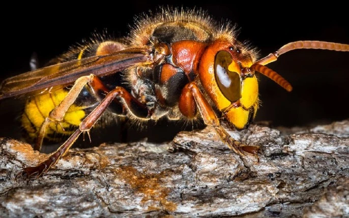 Cơn ác mộng mang tên ong bắp cày châu Á, ong mật phương Tây vô phương chống đỡ