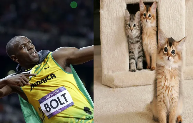 Tại sao Usain Bolt không thể chạy nhanh hơn mèo nhà