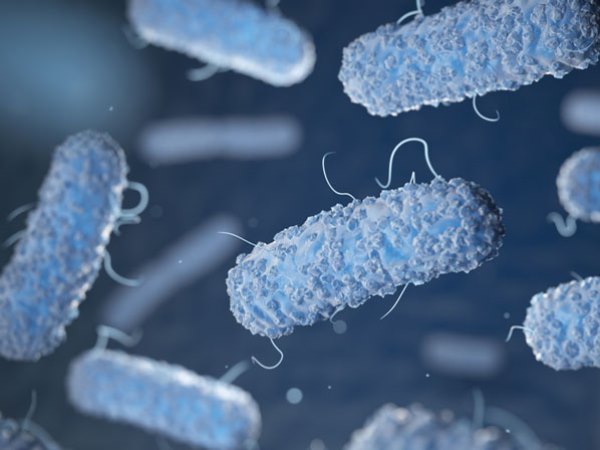 Hành tây từ Mexico có chứa khuẩn đường ruột Salmonella