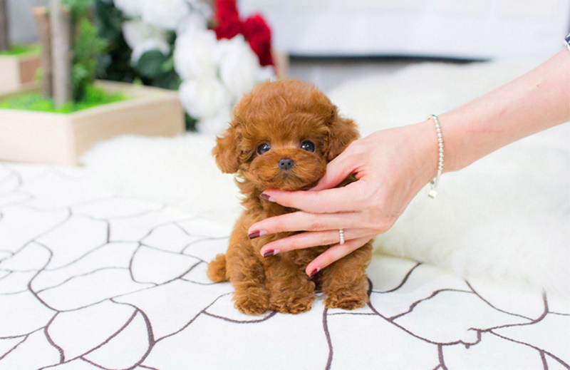 Poodle là giống chó gì? Nguồn gốc chó Poodle