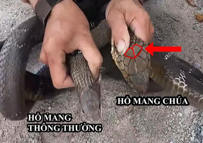 Cách phân biệt rắn hổ mang chúa, hổ mang thường và hổ trâu