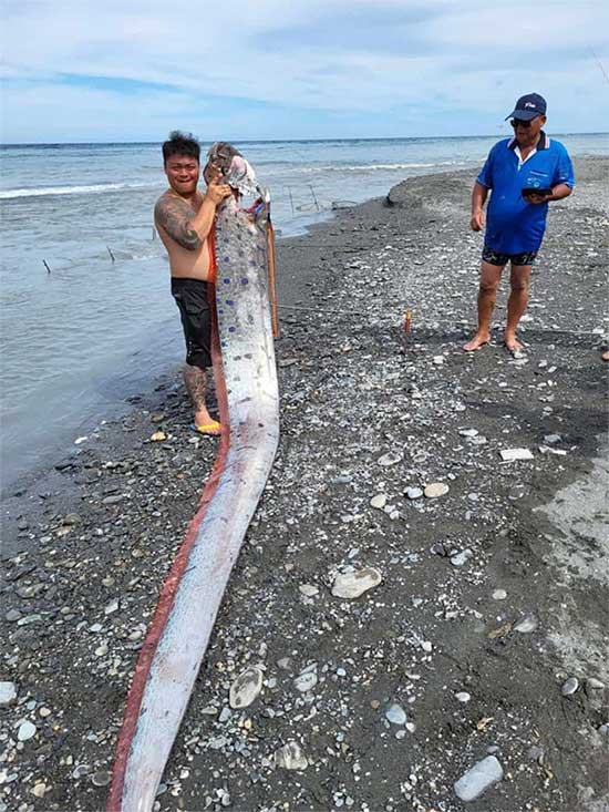 Cá mái chèo dài 6 mét nặng 130 kg