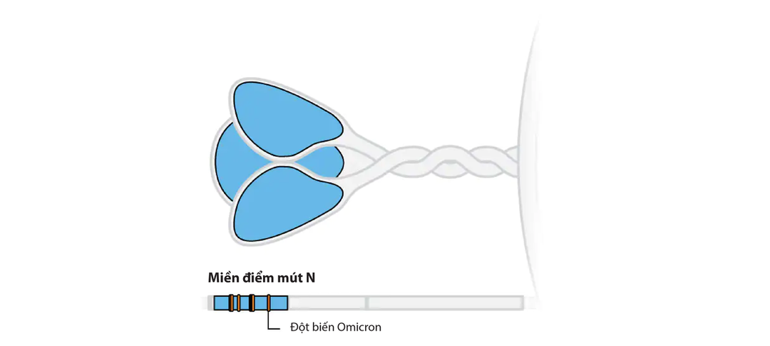 Giải mã đột biến của Omicron