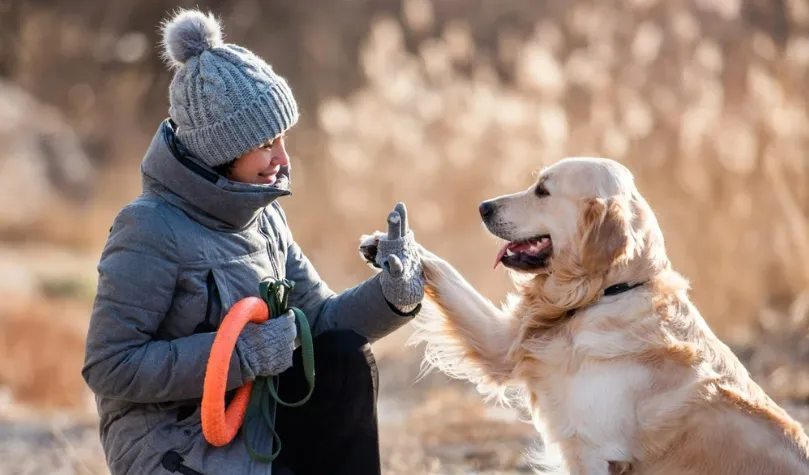 Từ bao giờ mà chó lại thành vật nuôi của con người? Quá trình thuần hóa loài chó