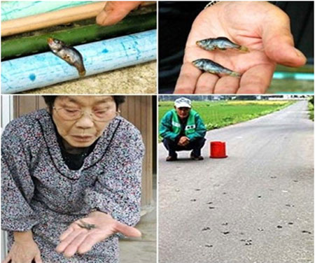 Bí ẩn những cơn mưa động vật kì lạ Bí ẩn những cơn mưa động vật kì lạ