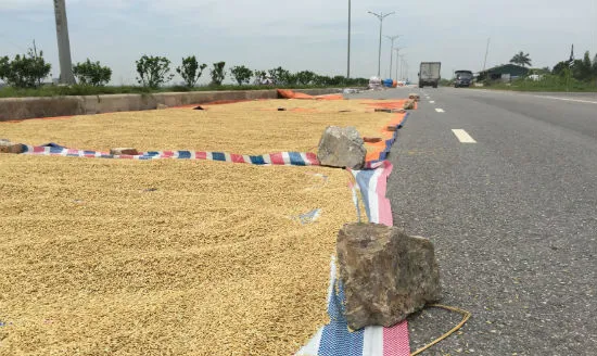 Hành vi phơi thóc trên đường bộ bị phạt mức nào? Hành vi phơi thóc trên đường bộ bị phạt mức nào?