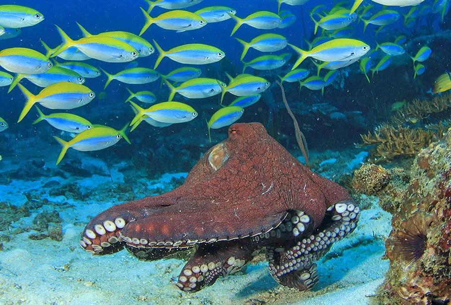 Bất ngờ: có thể siêu Trái Đất  còn dễ sống hơn Trái Đất hiện nay? Bất ngờ: có thể siêu Trái Đất  còn dễ sống hơn Trái Đất hiện nay?