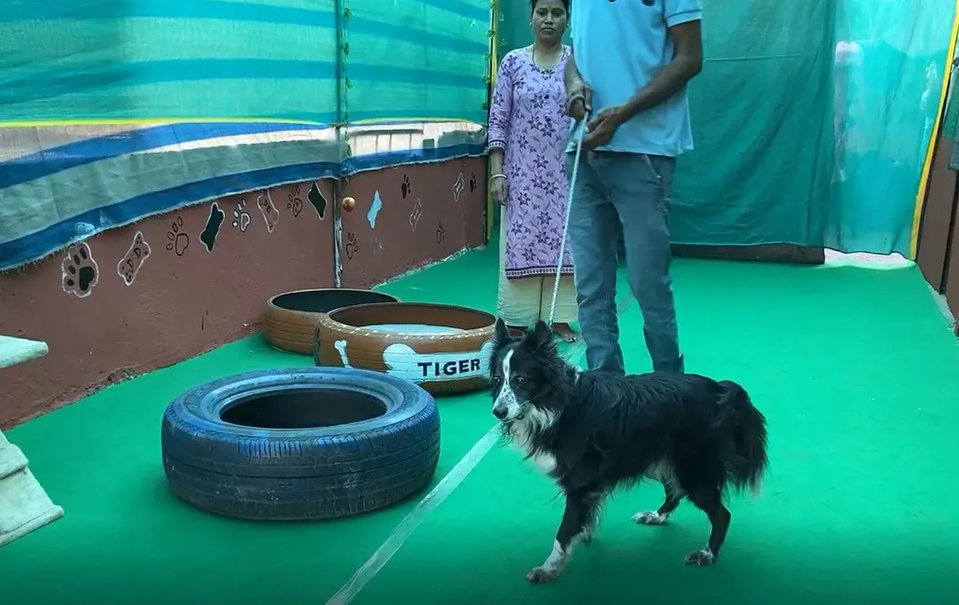 Độc lạ quán ăn chuyên phục vụ các thượng khách 4 chân Độc lạ quán ăn chuyên phục vụ các thượng khách 4 chân
