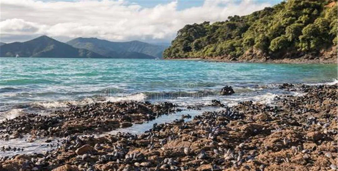 Nước biển ấm lên bất thường, hơn 500.000 sinh vật biển đối mặt với cái chết Nước biển ấm lên bất thường, hơn 500.000 sinh vật biển đối mặt với cái chết