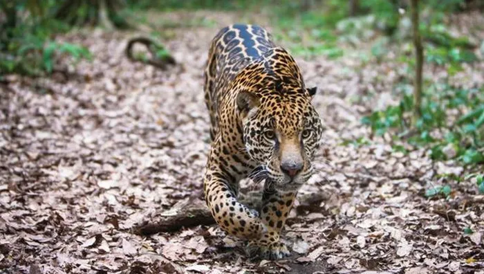 Các loài “Đại miêu” bị đe dọa vì đập thủy điện ngày càng nhiều Các loài “Đại miêu” bị đe dọa vì đập thủy điện ngày càng nhiều
