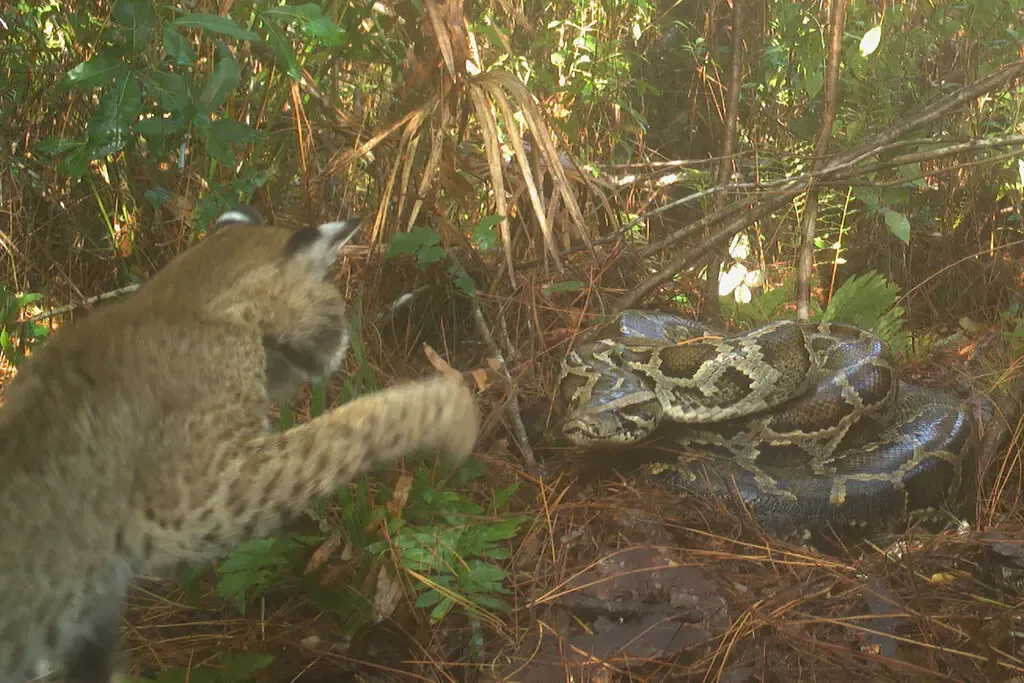 Linh miêu đối đầu với trăn Miến Điện nặng 50 cân Linh miêu đối đầu với trăn Miến Điện nặng 50 cân
