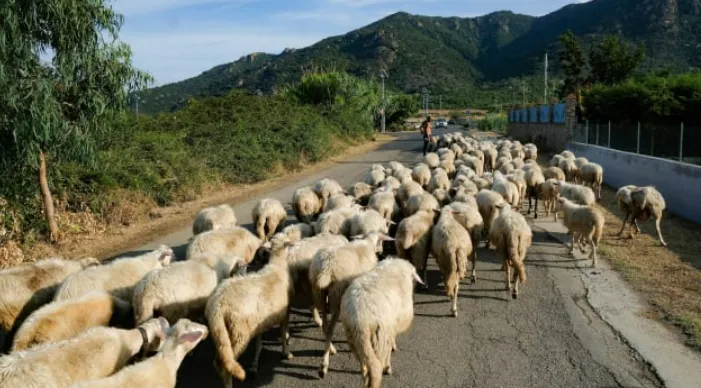 Chết ngất với phô mai kinh dị nhất thế giới: ăn ngon nhờ... giòi! Chết ngất với phô mai kinh dị nhất thế giới: ăn ngon nhờ... giòi!