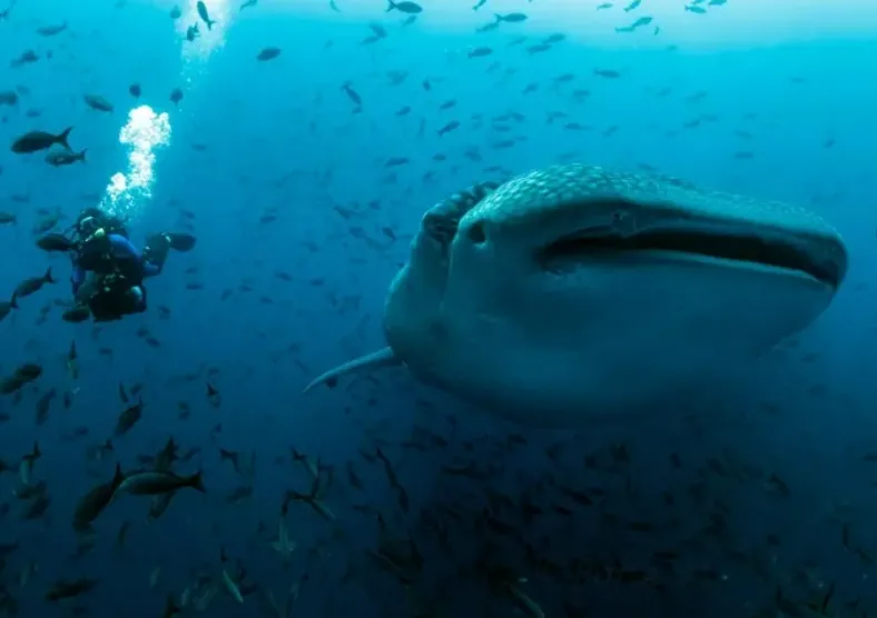 Con người là thủ phạm gây ra nhiều cái chết thương tâm cho cá mập voi Con người là thủ phạm gây ra nhiều cái chết thương tâm cho cá mập voi