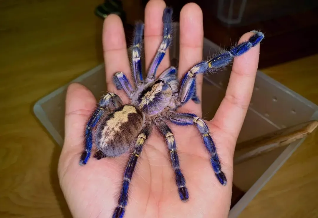 Rầm rộ mua bán nhện trên chợ trực tuyến, rất khó để kiểm soát Rầm rộ mua bán nhện trên chợ trực tuyến, rất khó để kiểm soát